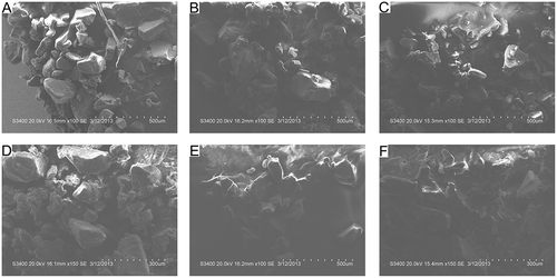 Figure. 1 The images for starch of starch noodles by scanning electron microscopy. (a) pea; (b) mung bean; (c) geshu (made by kudzu and sweet potato starches); (d) fernery; (e) sweet potato; (f) potato.