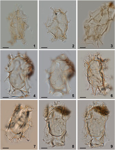 Plate 5. Bright-field photomicrographs of Spiniferites elongatus sensu lato from New England (1, 2, 3), Omura Bay, Japan (4, 5), and the Bering Sea (6–9). While the specimens shown in figures 7–9 are good examples of Spiniferites elongatus – Beaufort morphotype, the specimens shown in figures 4–6 illustrate morphologies somewhat intermediate between typical Spiniferites elongatus and the Beaufort morphotype. Scale bars = 10 μm.