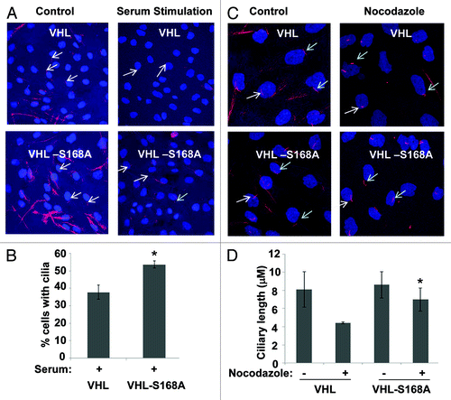 Figure 4. pVHL-S168A induces cilia that are more stable than those induced by pVHL. RCC4 cells were stably transfected with VHL or its S168A mutant. The cells were serum-starved for 48 h, followed by 24 h of serum stimulation or 3 h of nocodazole treatment. The cells were fixed for acetyl-tubulin immunofluorescence to evaluate cilia. (A and C) Representative images. Red, acetyl-tubulin staining; blue, nuclei: arrows, representative cilia. (B) Cilia were counted to determine the percentage of cells with cilia after serum stimulation. Data: mean+/−SD, n = 3; * p < 0.05 vs. pVHL-reconstituted cells after serum stimulation. (D) The length of cilia was measured using LSM image analyzer. Data: mean+/−SD, n = 20; * p < 0.01 vs. pVHL-reconstituted cells after nocodazole treatment.