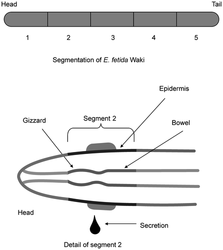 Fig. 2. Morphology and cut parts of E. fetida Waki.