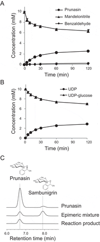 Figure 2. Production of prunasin by recombinant UGT85A47. (a) Time course of prunasin production and mandelonitrile consumption. Benzaldehyde was quantified as a decomposed product of mandelonitrile. (b) Time course of UDP production and UDP-glucose consumption. (c) Chiral HPLC analysis of prunasin. Prunasin and its epimer sambunigrin were separated using a chiral column (CYCLOBOND I 2000 RSP Chiral HPLC column). An epimeric mixture of prunasin was obtained by alkalinization of the prunasin solution.