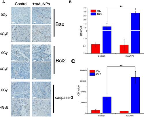 Figure 6 Immunohistochemistry images and analysis results. (A) Photographs of immunohistochemistry. DAB color development, brown-yellow staining is positive cells. The scale bars represent 50 μm; (B) The ratio of Bax expression to Bcl2 expression; (C) Expression analysis of active caspase 3. (**, p<0.01).