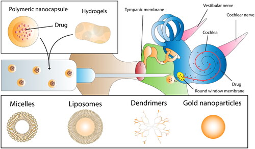 Figure 3. Intra-tympanic drug delivery nanocarriers. The figure illustrates a comprehensive overview of the diverse nanocarriers utilised for intra-tympanic drug delivery and release to the inner ear, displaying the range of delivery systems employed in auditory research.