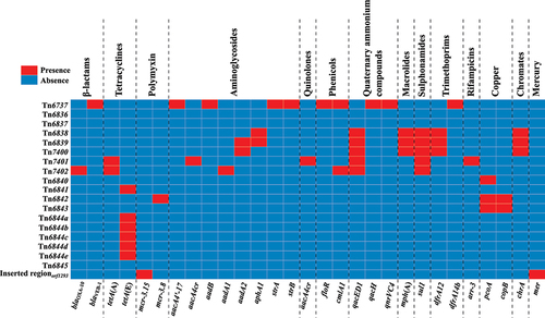 Figure 2. Heatmap of the prevalence of drug resistance genes. Each row represents a unique element, while each column represents a resistance gene. Resistance genes are categorized by dashed lines for clarity. The heatmap utilizes a colour scheme in which red squares indicate gene presence and blue squares indicate gene absence.