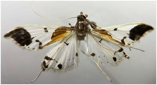 Figure 1. External features of P. liquidalis. This photo was taken by Hua Rong with the author’s approval for use.