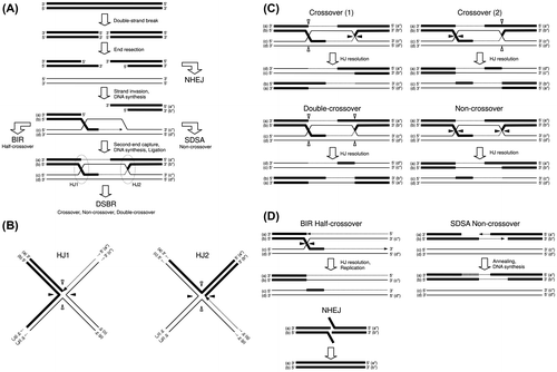 Fig. 1. Mechanism of homologous recombination in eukaryotic cells.Notes: A schematic of the repair protocol for a DNA double-strand break including homologous recombination and other pathways is shown (A). Structures of two Holliday junctions in the DSBR pathway in (A) are shown (B). The Holliday junction is resolved by cutting and connection at the white arrowheads or black arrowheads. Four possible patterns of homologous recombination are shown (C). Mechanisms of other pathways (BIR, SDSA, and HHEJ) to repair broken DNA chains are shown (D).