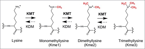 Figure 2. KMT-mediated lysine methylation. A lysine can accept up to three methyl groups through successive, KMT-mediated methylation. KMTs use S-adenosylmethionine (AdoMet), as methyl donor (not shown). Some KMT-mediated methylations can be reversed by lysine-specific demethylases (KDMs).