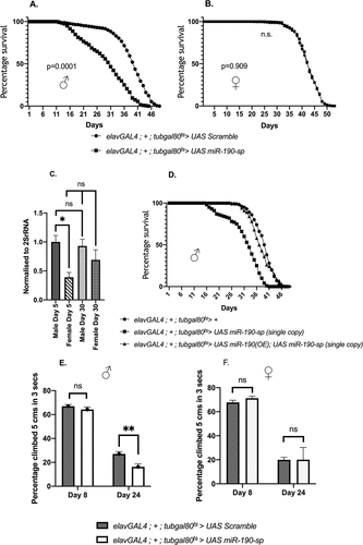 Figure 1. Effect on lifespan when miR-190 was downregulated in the neurons of (A) adult male (p = 0.0001) (n = 750) and (B) female flies (p = 0.909) (n = 650). (C) miR-190 levels in the heads of 5 and 30 days old male and female flies (p = 0.0408) (n = 5). (D) Rescue of the effect on lifespan (n ≥ 88) (p = 0.3901, for control and rescue conditions) (p < 0.0001, for control and miR-190 sponge expression). Climbing ability in response to miR-190 downregulation in the neurons of (E) adult male (p = 0.002) (n ≥ 34) and (F) female 8 and 24 days old flies (p = 0.374) (n ≥ 11).