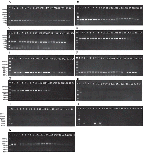 Fig. 1. Patterns amplified by PCR of avirulence genes of Magnaporthe oryzae. A – Avr-Pik; B – Avr-Pita1; C – Avr-Pita2; D – Avr-Pita3; E – Avr-Piz-t; F – PWL2; G – ACE1; H –Avr1-CO39, P1 – positive control; I – Avr-Pii, P2 – positive control; J – Avr-Pia; K – Avr-Pikm; M – 5000 bp marker; 1–23 for isolates from Fujian Province, 24 for negative control.