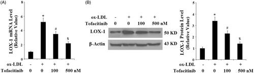Figure 3. Tofacitinib decreases ox-LDL-induced expression of LOX-1. HAECs were stimulated with 100 mg/L ox-LDL in the presence or absence of tofacitinib (100, 500 nM) for 24 h. (A) Real-time PCR analysis of LOX-1; (B) Western blot analysis of LOX-1 (*, p < .01 vs. vehicle control; #, p < .01 vs. ox-LDL group, $, p < .01 vs. ox-LDL + 100 nM tofacitinib group, ANOVA, n = 5–6).