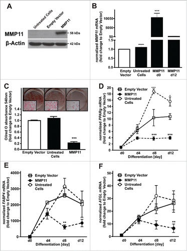 Figure 4. MMP11 acts as a negative regulator of adipogenesis. (A) MMP11 overexpression efficiency was measured on protein level and compared to cells transfected with empty vector or untreated cells. (B) MMP11 mRNA levels at day 0 and 12 of adipogenesis after MMP11 overexpression and compared to controls. (C) Effects of MMP11 overexpression on adipogenesis were measured by Oilred-O staining at day 12 of adipogenesis. (D) PPARg, (E) FABP4, and (F) ATGL mRNA levels after overexpression of MMP11 (closed circle) compared to an empty vector control (white square) or untreated cells (open circle). For standardization, target gene expression was normalized to the mean of the 2 housekeeping genes: β-actin (ACTB), and TATAbox-binding protein (TBP). *, p < 0.05; **, p < 0.01; ***, p < 0.001.