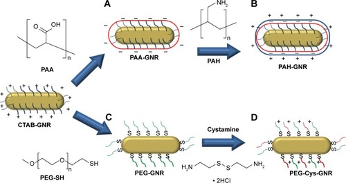 Figure 1 Functionalization of CTAB-GNR surface with: (A) anionic polyelectrolyte, PAA; (B) cationic polyelectrolyte, PAH; (C) neutral PEG-SH; and (D) PEG-SH followed by cationic cystamine hydrochloride.Abbreviations: CTAB, cetyltrimethylammonium bromide; GNR, gold nanorods; PAA, polyacrylic acid; PAH, polyallylamine hydrochloride; PEG-SH, polyethylene glycol thiol.