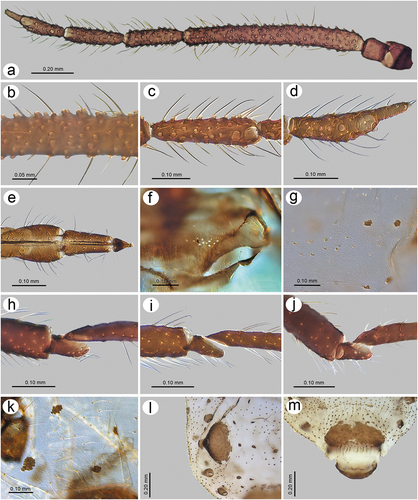Figure 29. Morphological features of alate viviparous female of S. takahashii sp. nov.: (a) antenna, (b) sensilla structure on ANT III, (c) ANT V with sensilla, (d) ANT VI with sensilla, (e) ultimate rostral segments, (f) hind wing sensilla, (g) dorsal abdominal cuticle, (h) first segment of fore tarsus, (i) first segment of middle tarsus, (j) first segment of hind tarsus, (k) dorsal abdominal chaetotaxy, (l) SIPH, (m) genital plate.
