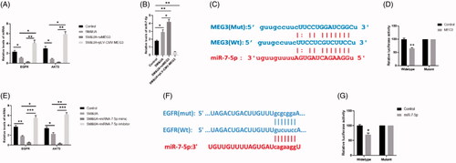 Figure 5. MEG3 and EGFR were target genes of miR-7-5p. (A) Expressions of EGFR and AKT3 in cardiomyocytes treated with SM&UA, SM&UA + siMEG3, and SM&UA + pLV-CMV-MEG3, respectively. (B) Expression of miR-7-5p in cardiomyocytes treated with SM&UA, SM&UA + siMEG3 and SM&UA + pLV-CMV-MEG3, respectively. (C and D) Predictive sequences of miR-7-5p binding sites in the 3′UTR of MEG3 and relative luciferase activity. (E) Expressions of EGFR and AKT3 in cardiomyocytes treated with SM&UA, SM&UA + miR-7-5p mimic and SM&UA + miR-7-5p inhibitor, respectively. (F and G) Predictive sequences of miR-7-5p binding sites in the 3’UTR of EGFR and relative luciferase activity. Values are mean ± SEM. For each experiment, three samples at least were available for the analysis. *p < .05, **p < .01, ***p < .001.