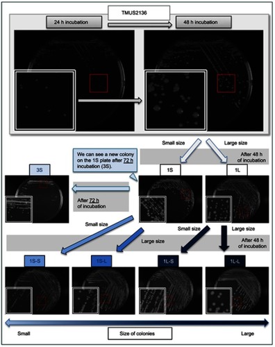 Figure 2 Purification protocol for five different sized colonies for analysis. The part enclosed by the white square is an enlarged view of the part enclosed in red. Incubation of TMUS2136 for over 48 h allowed for confirmation of small colonies not observed in the 24-h culture. When the observed large and small colonies are subcultured (1L and 1S, respectively), further large and small colonies are observed after 48 h of culture. When these large and small colonies were further subcultured, strains with four different sized colonies (1L-L and 1L-S from 1L, and 1S-L and 1S-S from 1S) were purified from strain TMUS2136 on agar plates. Incubation of 1S for over 72 h allowed for confirmation of small colonies not observed in the 48-h culture (3S).