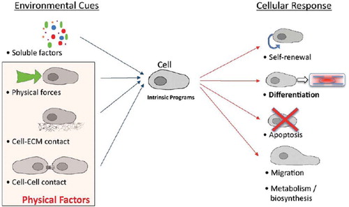 Figure 1. Schematic of the factors that have been shown to play a role in stem cell differentiation and the possible cellular responses to those factors.