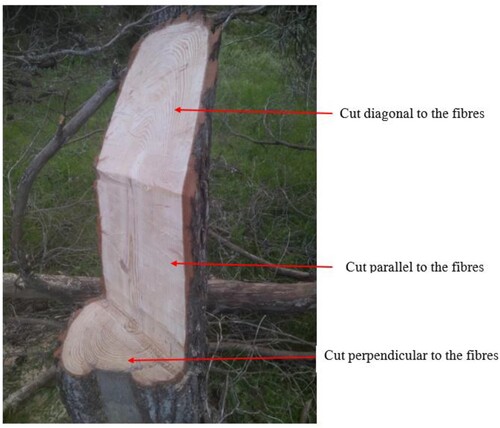 Figure 4. A trunk sawn in different orientations in relation to the main direction of a tree (Photo: M. Bram).