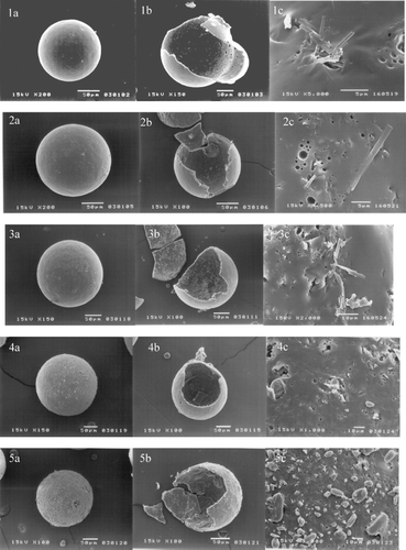 FIG. 2.  Scanning electron micrographs of the microspheres prepared by using acyclovir:Eudragit S 100 at (1) 100 mg:1 g; (2) 200 mg:1 g; (3) 400 mg:1 g; (4) 600 mg:1 g; and (5) 800 mg:1 g, showing (a) spherical shape particle, (b) hollow structure, and (c) drug crystal on the surface.