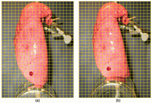 Figure 3. Ex vivo experiment conducted for model validation. The projection of the tumor area inside the lung has been tagged on the surface (a) under minimum contact and (b) after displacing the contact surface by 25 mm in the Z direction.