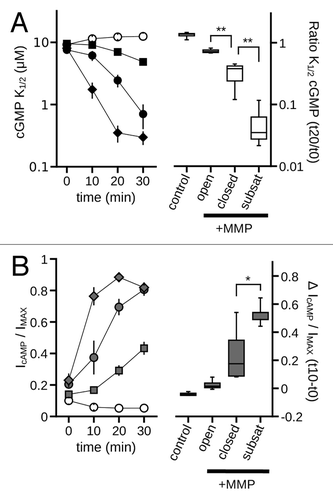 Figure 5. MMP9 directed gating effects are influenced by channel state. (A) (Left) Time course of the change in K1/2, cGMP for control (open circles) and MMP-treated patches exposed to varying concentrations of cGMP to influence channel state: open (1 mM cGMP), squares; closed (zero cGMP), circles; sub-saturating cGMP (graded, 0.2–2 µM), diamonds. (Right) Box plots summarize the K1/2, cGMP change as ratios between the initial (t0) and 20 min (t20) values. Exposure to cGMP significantly impacted the MMP9 induced K1/2, cGMP change (p < 0.0001, single-factor ANOVA, n = 4–5). Individual comparisons demonstrate that maintaining channels in the open state significantly attenuated the K1/2, cGMP change, whereas exposure to sub-saturating cGMP significantly enhanced the K1/2 change compared with the closed state (**p < 0.01, Holm’s t-test, n = 4–5). (B) (Left) Time course of the change in cAMP efficacy for control (open circles) and MMP9-treated patches exposed to varying levels of cGMP [filled symbols, as in (A)]. (Right) Box plots summarize the change in cAMP efficacy at 10 min post excision compared with the initial value. Exposure to cGMP significantly impacted the change in cAMP efficacy (p < 0.01, single-factor ANOVA, n = 4–5). The efficacy of cAMP was significantly elevated after 10 min for patches exposed to sub-saturating cGMP (*p < 0.05, Holm’s t-test, n = 4–5).