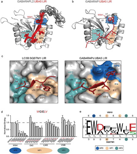 Figure 1. The structure of UBA5 LIR in complex with GABARAP proteins reveals a new mechanism of interaction. (a) NMR solution structure of the complex between GABARAPL2 (representative conformer is shown as a gray cartoon) and UBA5 LIR peptide (all 20 conformers are shown; residues 340–348 that interact with GABARAPL2 in red; N-terminal unstructured residues 333–339 in gray). UBA5 side chains I343, L345 and V346 (red sticks) are allocated to the 2 hydrophobic pockets HP1 and HP2 of GABARAPL2 (beige and turquoise, respectively). The side chain of the conserved UBA5 W341 is placed in the cleft between α-helix α1 and loop L3 of GABARAPL2 (HP0, blue). (b) Crystal structure of GABARAP (gray cartoon) in complex with UBA5 LIR peptide (red). Similar, to the complex with GABARAPL2, side chains of UBA5 I343, L345 and V346 are placed in the canonical hydrophobic pockets (HP1, beige, and HP2, turquoise). W341 of UBA5 binds in proximity to α-helix α1 of GABARAP (HP0, blue). (c) Comparison of the Atg8-family protein binding mechanisms for a canonical LIR and UBA5 LIR. In cases of canonical LIRs (left plot, LC3B:SQSTM1/p62 LIR complex as an example; gray and red, respectively), side chains of residues Θ (W340, red sticks) and Γ (L343, red sticks) of the core LIR sequence (Θ-X-X-Γ) are binding to the 2 hydrophobic pockets (HP1, beige; and HP2, turquoise) on the surface of Atg8 proteins. In the GABARAP:UBA5 LIR complex (right plot), HP1 is shallow and covered by I343 (red sticks) and L345 (red sticks) hydrophobic side chains. The UBA5 W341 side chain fits into the new hydrophobic pocket HP0 (blue). LC3B and GABARAP residues contributing to each hydrophobic pocket are indicated. (d) Mutational analysis of hydrophobic residues in UBA5 LIR (W341, I343, L345 and V346). Relative affinities of interaction between GABARAPL2 and mutated UBA5 LIR were determined by normalization to the binding of WT UBA5 LIR. All values are mean ± SD of 3 independent experiments. For each residue, the binding pocket on Atg8-family proteins is indicated. (e) WebLogo plot generated on the sequences of all UBA5 LIR mutations that resulted in an enhancement in their binding to GABARAPL2 and LC3B. Charged amino acids are colored in red, polar residues in green. The amino acid composition of UBA5 and p62 LIRs at each position is shown. The binding pockets on Atg8-family proteins for each residue are highlighted.