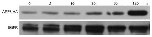 Figure 3. CpG ODN induces recruitment of ARF6 to plasma membrane. RAW-ARF6 cells were treated with CpG ODN for the indicated times and then the distribution of ARF6 on plasma membrane was assessed by immunoblot with anti-HA and anti-EGFR (membrane protein marker).