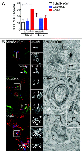 Figure 3. Endosomal vacuoles containing replication-deficient Francisella display features of autophagosomes. (A) Quantification of GFP-LC3 recruitment to LAMP1-positive vacuoles containing replication-deficient Francisella at 20 h and 24 h p.i. BMMs expressing GFP-LC3 were infected with either SchuS4 treated with chloramphenicol at 6 h p.i. or its isogenic ΔpurMCD or ΔdipA mutants, and processed for immunofluorescence labeling of bacteria, LAMP1-positive membranes and GFP. At least 30 LAMP1-positive bacteria per experiment were scored for LC3 recruitment in each condition. Data are means ± SD from three independent experiments. Asterisks indicate statistically significant differences (** p < 0.01, 1-way ANOVA, Tukey’s post-test). (B) Representative confocal (left panels) and transmission electron (right panels) micrographs of BMMs infected for 20 h with strains described in (A). Left panels, BMMs expressing GFP-LC3 were infected and processed for immunofluorescence labeling of bacteria (blue), LAMP1-positive membranes (red) and GFP (green). Magnified insets show single channel images of the boxed areas. Empty white arrows indicate bacteria enclosed within LAMP1-positive, LC3-negative vacuoles; solid white arrows indicate bacteria enclosed within LAMP1-positive and LC3-positive vacuoles. Right panels, BMMs were infected and processed for TEM as described in Materials and Methods. Insets show a magnification of the boxed areas. Black arrows indicate double membranes surrounding intracellular bacteria. Scale bars: 10 or 2 μm (confocal images) and 500 or 100 nm (TEM images).