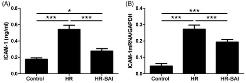 Figure 3. BAI reduces ICAM-1 levels in HK-2 cells following HR. (A) Determination of ICAM-1 levels in culture supernatants by ELISA. (B) ICAM-1 mRNA levels in HK-2 cells. ***p < .001, *p < .05.