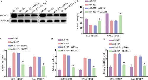 Figure 6 Overexpressing miR-527 downregulates SLC7A11 to overcome DDP resistance in OSCC cell lines. (A). SLC7A11 protein levels were detected via Western immunoblotting following transfection. (B). DDP IC50 values in the indicated cell lines were calculated following transfection. (C–E). Iron, Fe2+, and ROS levels were detected in transfected DDP-resistant cell lines. Results are means ± SD, *P < 0.05.