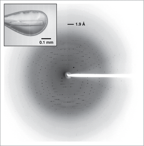 Figure 3. X-ray crystallography of Laz. Diffraction image of the Laz crystal (inset) collected at up to 1.90 Å resolution.