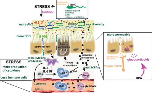 Figure 3. Effects of stress on the microbiota and the immune response.