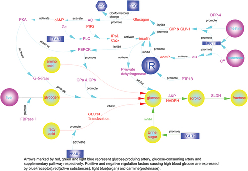 Figure 2. The molecular regulatory mechanism of enzymes for controlling blood sugar.