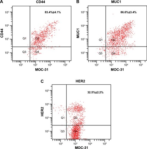 Figure 3 The expressions of CD44, MUC1, and HER2 in the magnetic bead separation sorted MOC-31+ cells by flow cytometry.Notes: (A) The proportion of MOC-31+CD44+ in the magnetic bead separation sorted MOC-31+ cells were 83.4%±4.1%; (B) The proportion of MOC-31+MUC1+ in the magnetic bead separation sorted MOC-31+ cells were 86.6%±3.4%; (C) The proportion of MOC-31+HER2+ in the magnetic bead separation sorted MOC-31+ cells were 32.5%±2.2%.