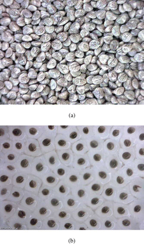 Figure 1 The pictorial view of (a) the Wild sage seeds (Magnification=55×); and (b) the seeds soaked in water.