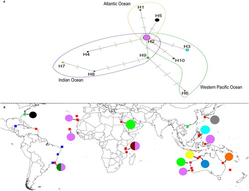 Figure 4. Haplotype diversity of psbA sequences taken from D. ciliolata populations. A, Haplotype network of psbA showing the three geographically segregated groups; the haplotype shown in the intersection is the only haplotype found in all three regions. B, Distribution of the 10 haplotypes in the Atlantic and the Indo-West Pacific populations. Squares indicate locations where D. ciliolata had previously been studied. Red squares: DNA sequences available for a given population; blue squares: known diterpenes from a given population; green squares: DNA sequences and known diterpenes available for a given population. Map based on data from Cronin et al. (Citation1995); Cronin and Hay (Citation1996); De Clerck et al. (Citation2006); Tronholm et al. (Citation2010, Citation2012, Citation2013); Caamal-Fuentes et al. (Citation2014b); Cheng et al. (Citation2014); and the present study.