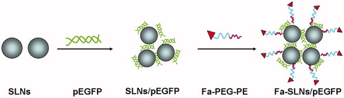Figure 2. Preparation of Fa-PEG-PE modified SLNs/pEGFP.