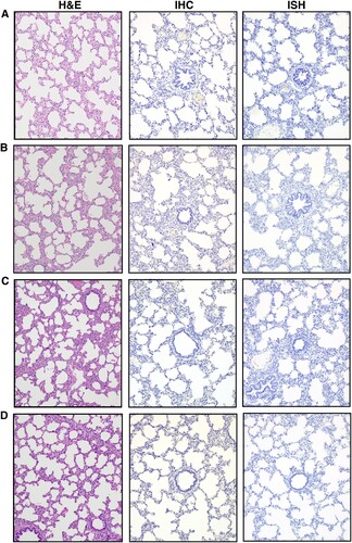 Figure 4. Histopathological analysis of pig lung tissue. Lung tissue sections were stained with hematoxylin and eosin for histopathological evaluation (H&E, left panels). Immunohistochemistry (IHC, middle panels) analysis was done using a rabbit anti-SARS-CoV-2 nucleocapsid polyclonal antibody and in situ hybridization (ISH, right panels) analysis using an anti-sense probe to detect nucleocapsid-specific RNA. (A) Uninoculated negative control pig #210, (B) SARS-CoV-2-inoculated pig #161, 4 DPC, (C) SARS-CoV-2-inoculated pig #803, 8 DPC, (D) SARS-CoV-2-inoculated pig #193, 21 DPC. No significant histopathology and no detection of SARS-CoV-2 antigen or RNA were observed by IHC or ISH. Lung sections from a SARS-CoV-2-infected hamster were used as positive assay controls for ISH and IHC (data not shown). Magnification is 10x for all images.