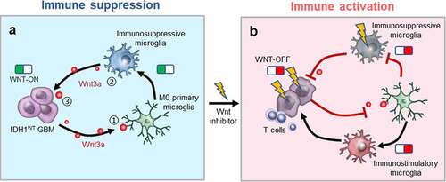 Figure 7. Wnt/β-catenin signaling blockade activates the immunosuppressive microenvironment of IDH1WT GBM. (a) ① Wnt3a secreted by IDH1WT GBM cells triggers immunosuppressive microglial polarization by activating the Wnt/β-catenin pathway. ② Immunosuppressive microglia subsequently release Wnt3a stimulating tumor growth. ③ The positive feedback between IDH1WT GBM cells and immunosuppressive microglia exacerbates the immunosuppressive microenvironment. (b) Wnt-C59, an inhibitor of Wnt/β-catenin signaling, mitigates Wnt3a release, blocks immunosuppressive microglial polarization, and inhibits the co-stimulation of tumor-supportive microglia and cancer cells, consequently restraining glioma development