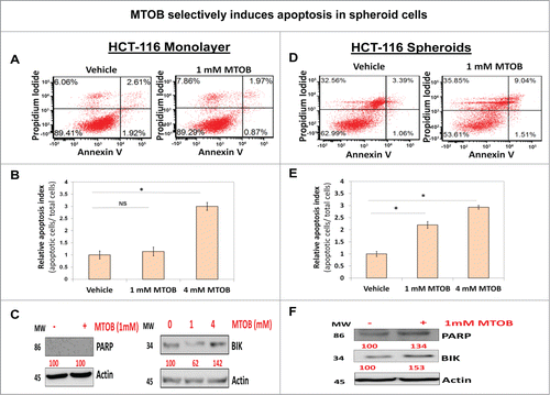 Figure 4. MTOB selectively induces apoptosis in spheroid cells (A and D). Flow cytometric analyses of Annexin V expression demonstrating strong induction of apoptosis in HCT116 spheroids (D) but not in monolayer cells (A) at 24 h following treatment with a lower dose MTOB (1 mM). Additionally, (B and E) confirm that using a different method for quantitation of apoptosis, acridine orange/ ethidium bromide staining, in HCT-116 cells shows selective induction of apoptosis in cells grown as spheroids (E) but not monolayer (B) following low dose MTOB (1 mM). However, at significantly higher concentration of MTOB (4 mM), the selectivity fades away (B and E). Moreover, (C and F) show upregulation of cleaved PARP and pro-apoptotic molecule BIK following low dose MTOB treatment (1 mM) in spheroid but not monolayer cells. However, BIK induction was observed in monolayer cells at higher MTOB (4 mM) dose (C). Both monolayer and spheroids were treated for 24 h prior to preparing cell lysate. Actin was used as a loading control. Numbers under the blot represent relative densitometry values. Data is represented as percent of vehicle-treated cells. Error bars represent ±1 SEM, n = 3. *P < 0 .01.