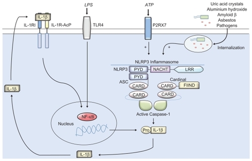 Figure 1 The NLRP3 inflammasome is generally assembled upon activation by a range of pathogen-associated molecular patterns through pattern recognition receptors (PRRs) such as TLRs (eg, LPS activation of TLR4), or by interaction with components of internalized damage associated molecular pattern molecules (eg, uric acid crystals) leading to IL-1 cytokine maturation. Mutations to the NACHT domain of the NLRP3 subunit can result in spontaneous activation of the inflammasome and may lead to over-production and secretion of IL-1β, which is thought to be a causative factor in the clinical manifestations of CAPS.