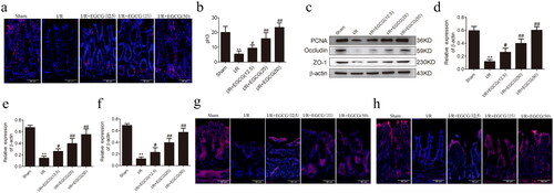 Figure 2. EGCG improves intestinal mucosal proliferation and barrier function after I/R injury. (a,b) Immunofluorescence staining for pH3 in intestinal tissue of different groups. (c–f) Representative western blot showing PCNA, occludin and ZO-1 protein expression. (g) Immunofluorescence staining for occludin in intestinal tissue of different groups. (h) Immunofluorescence staining for the ZO-1 in intestinal tissue of different groups. **p < 0.01 vs. sham, #p < 0.05 vs. I/R, ##p < 0.01 vs. I/R.