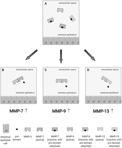 Figure 1 Schematic view illustrating how a specific matrix metalloproteinase (MMP) (eg, MMP-3 [A]) triggers the conversion of other MMP zymogens (proMMP-7 [B], proMMP-9 [C], or proMMP-13 [D]) to their active forms.