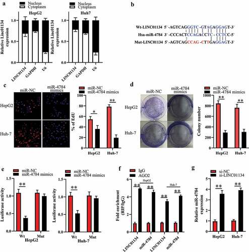 Figure 3. LINC01134 functions as competitive endogenous RNA (ceRNA) for miR-4784 in HCC cells.