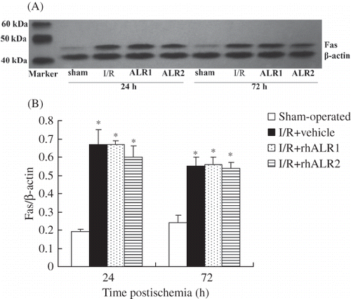 Figure 7. Effects of rhALR treatment on Fas expression in kidneys of rats subjected to I/R. Fas protein expression was detectable at low levels in sham-operated rats. It increased in I/R+vehicle rats at 24 h, and decreased at 72 h after reperfusion. RhALR1 and rhALR2 administration had no effect on Fas protein expression at either 24 or 72 h after reperfusion.Notes: Data are expressed as mean ± SD.*Denotes p < 0.05 versus the sham-operated group. **Denotes p < 0.05 versus the I/R+vehicle group.