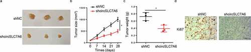 Figure 2. Silencing of circSLC7A6 represses WT tumor growth in vivo. (a-c) Xenograft experiment showed that knockdown of circSLC7A6 reduced the volume and weight of tumors in mice. (d) IHC assay showed the Ki67 expression in shcircSLC7A6 and shNC group. *p < 0.05.