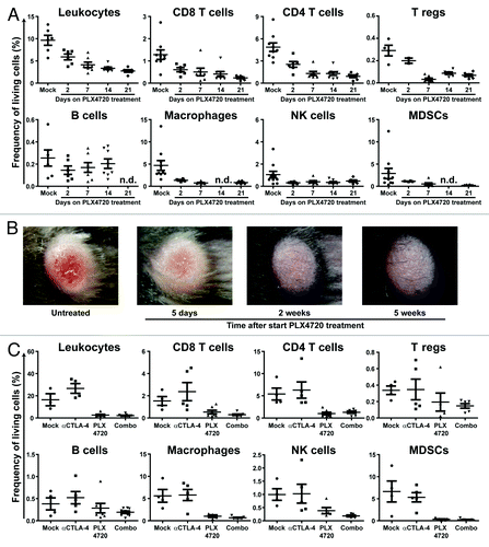 Figure 2. PLX4720 treatment leads to a decreased frequency of immune cells in BRAFV600E/PTEN−/− melanomas and this cannot be restored by CTLA-4 blockade. (A) Tumor-bearing Tyr::CreERT2PTENF−/−BRAFF-V600E/+ mice were mock or PLX4720 treated for 2, 7, 14 or 21 d. Tumors were removed directly following euthanasia and single cell suspensions were analyzed by use of flow cytometry. Dead cells were removed from all analyses (except for intracellular stainings) by discarding propidium iodide positive cells. Leukocytes were defined as being CD45+ cells. CD4+, CD8+ and regulatory T cells were respectively defined as the CD4+CD8-, CD4-CD8+ or the CD4+CD25+FoxP3+ population. B cells were characterized by their expression of B220 and CD19 while NK-cells were distinguished by the expression of NK1.1 in the absence of CD4 or CD8 expression. Myeoloid derived suppressor cells (MDSCs) and macrophages were respectively defined as the CD11b+GR1+ or CD11b+F4/80+ cell population. The shown values represent the frequency of the assessed cell population as a percentage of all living cells in the single cell suspension of the tumor for individually analyzed mice. As the T reg population was distinguished by use of an intracellular stain the values in this plot are shown as a percentage of all cells in the tumor suspension. (B) A tumor from a Tyr::CreERT2PTENF−/−BRAFF-V600E/+ mouse was placed on PLX4720 treatment and tumor appearance was followed photographically over time. Depicted is the tumor phenotype at start, day 5, day 14 and day 35 of PLX4720 treatment (C) Tyr::CreERT2PTENF−/−BRAFF-V600E/+ mice received a mock-treatment, PLX4720-treatment, anti-CTLA-4 mAb treatment (twice weekly for 6 weeks) or the combination of PLX4720 and CTLA-4 blockade treatment. The frequency of immune cells as a percentage of living cells in the tumor was assessed by flow cytometry as described for panel A.