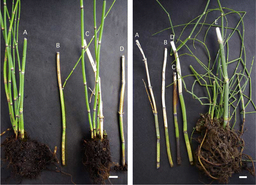 Figure 2  Biosecurity ratings (suckers, shoots, roots, dead). Left, A, C, Minimal devitalisation, score 1.0. B (shoots), D (roots), Partial devitalisation, score 2.0. Right, A–D, Complete devitalisation, score 3.0. E, Minimal devitalisation, score 1.0. Bar = 20 mm.