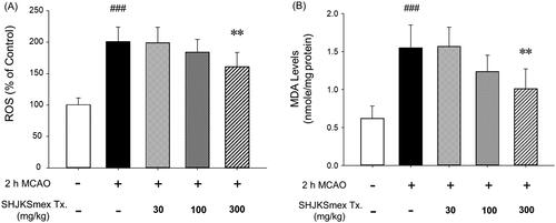 Figure 6. Effects of pre-treatment with the methanol fraction of the modified Seonghyangjeongki-san water extract (SHJKSmex) on reactive oxygen species (ROS) (A) and malondialdehyde (MDA) (B) levels in the brains of mice with middle cerebral artery occlusion (MCAO). Pre-treatment with 300 mg/kg SHJKSmex significantly lowered ROS and MDA levels. Results are presented as the mean ± SD. ###p < 0.001 vs. normal group, **p < 0.01 vs. control group; n = 6 in each group.