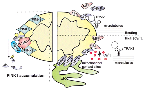 Figure 2. The ubiquitination of a subset of OMM proteins including VDAC1, TOMM, and MFNs by the ubiquitin ligase PARK2 promotes the dissipation of Ψm, inducing the recruitment of a series of adaptor proteins (such as SQSTM1) that promote mitochondrial sequestering. Ψm represents a huge driving force for Ca2+-entry into the organelle through the recently identified mitochondrial calcium uniporter MCU. The activity of the channel is regulated by the mitochondrial proteins MICU1/mitochondrial calcium uptake 1 and MCUR1/mitochondrial calcium uniporter regulator 1. The loss of Ψm impairs Ca2+ uptake and mitochondrial Ca2+-buffering causing PINK1 accumulation and stabilization on the OMM. In the inset, Pink1 KO cells show reduced Ψm via the increased mitochondrial Ca2+ uptake and mPTP (mitochondrial permeability transition pore) opening.