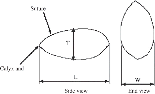 Figure 1 Characteristic dimensions of unsplit pistachio nut. [Citation13]